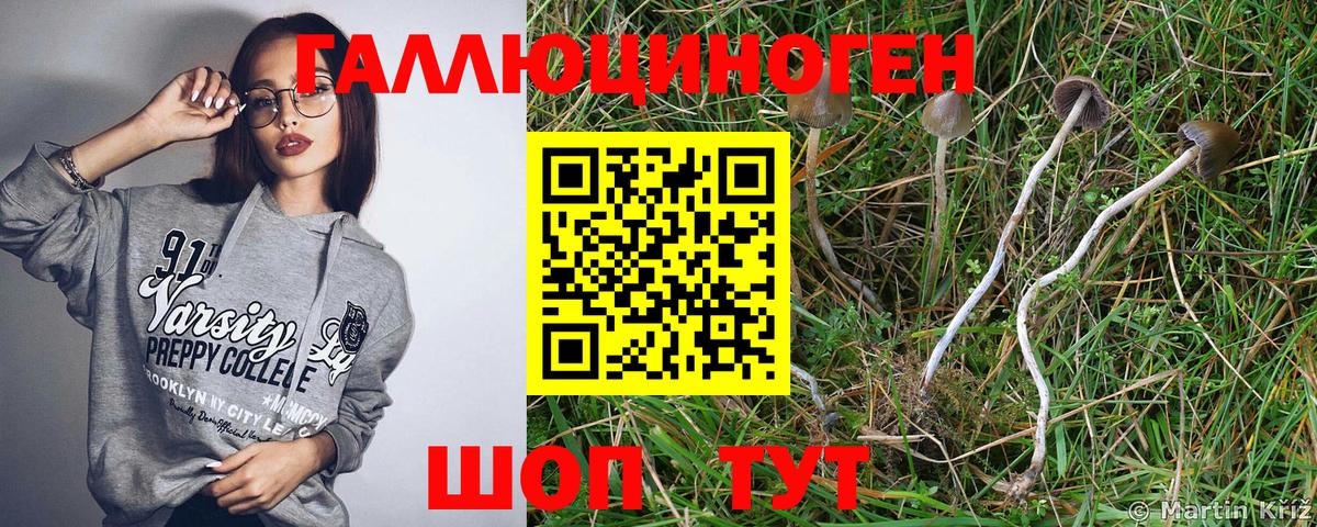 Галлюциногенные грибы Psilocybine cubensis Саяногорск